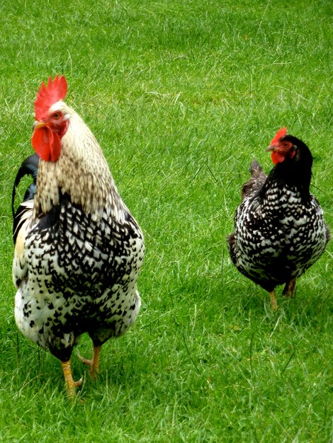 Chickens on grassy field