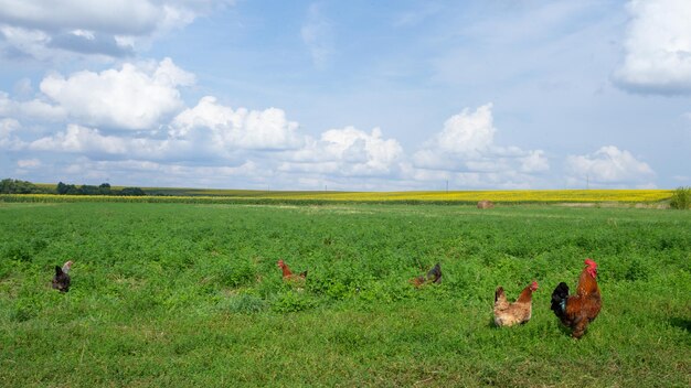 Куры пасутся возле зеленых и желтых полей в деревне Фото высокого качества