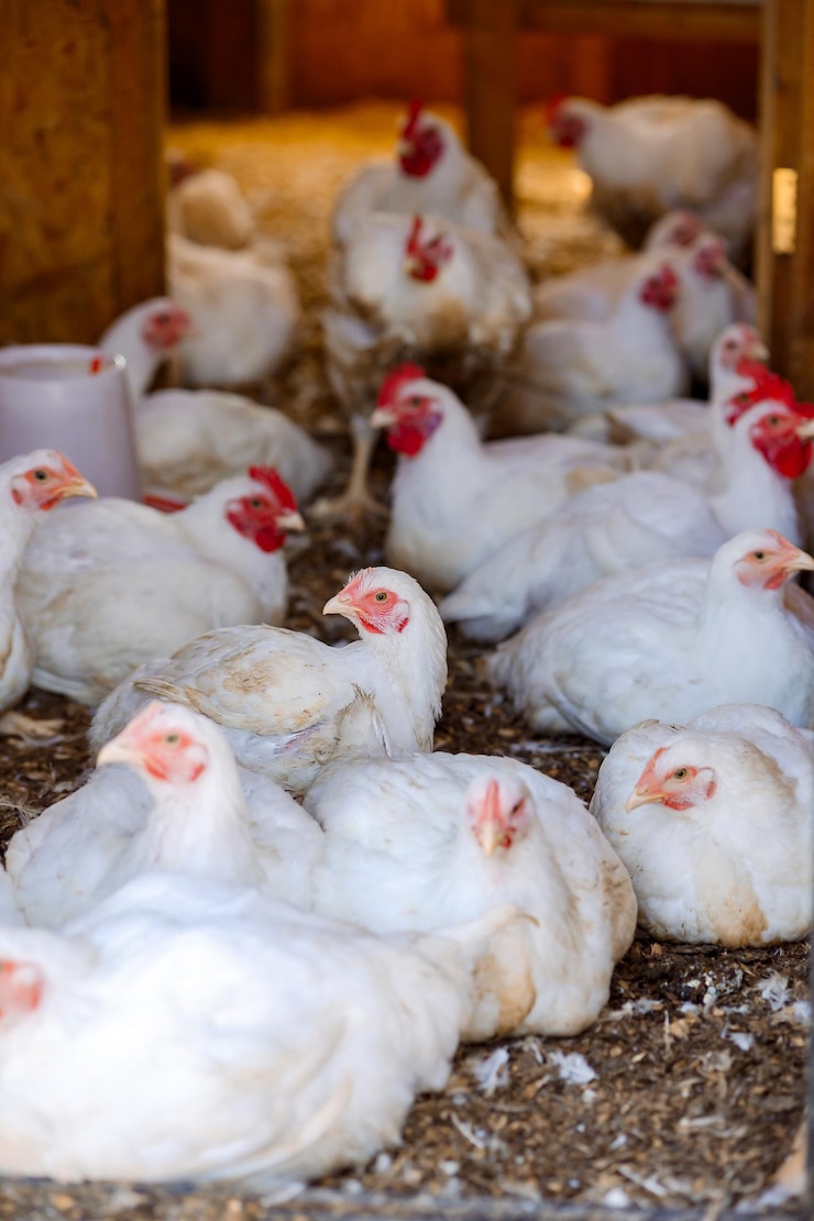 Photo chickens in henhouse hatch eggs rural organic nature farm selective focus