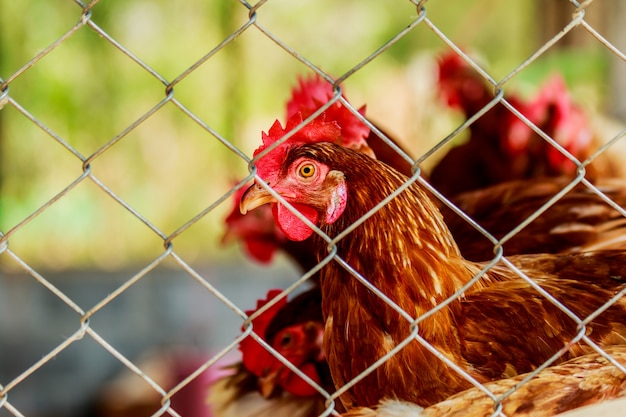 chickens or hens inside a chicken coop or hen house seen through chicken wire.