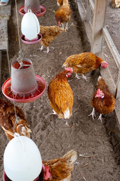 Chickens or hens on traditional free range poultry farm