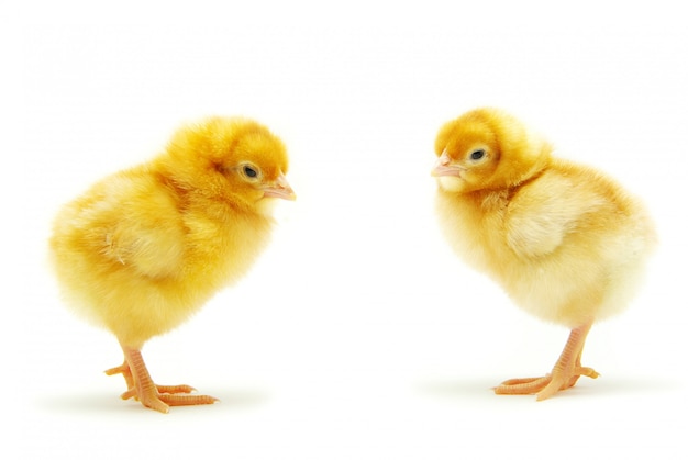 chickens isolated on white