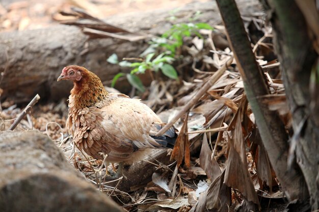 chickens looking for food in the forest