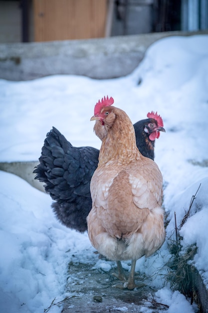 Chickens in the own garden winter time with snow