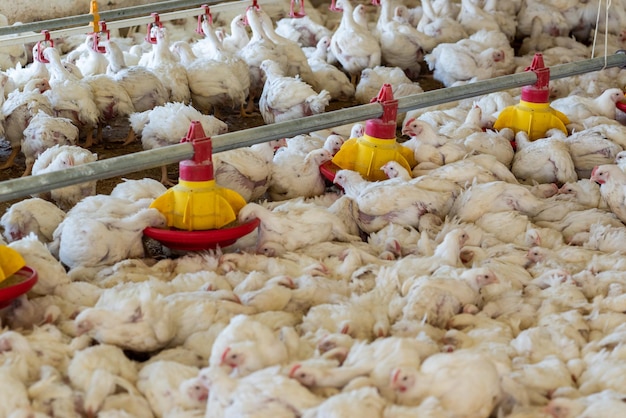 Chickens in a poultry farm with a yellow jacket on the front.