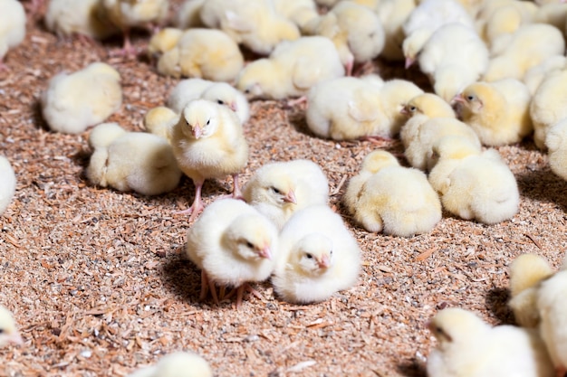 chickens at a poultry farm