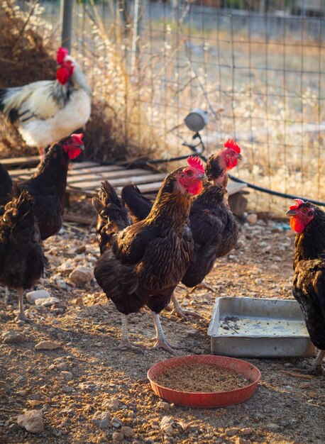 Chickens and rooster eat food in a henhouse in Greece