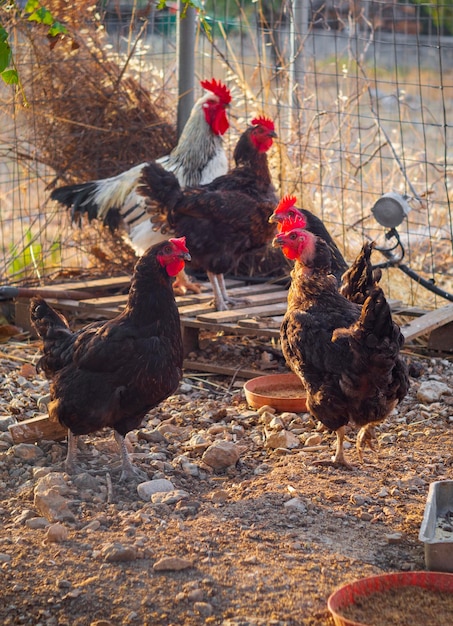 Chickens and rooster eat food in a henhouse in Greece