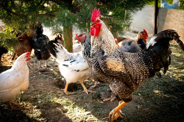 田舎の納屋で鶏と鶏が餌をやる鶏は、柵の養鶏場のコンセプトである鶏小屋の後ろにあるエコファームの裏庭に集まっています。