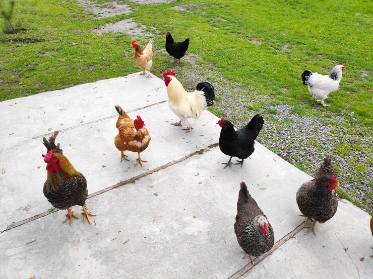 田舎の納屋で餌をやる鶏とオンドリ。エコファームの庭の鶏。養鶏のコンセプト。