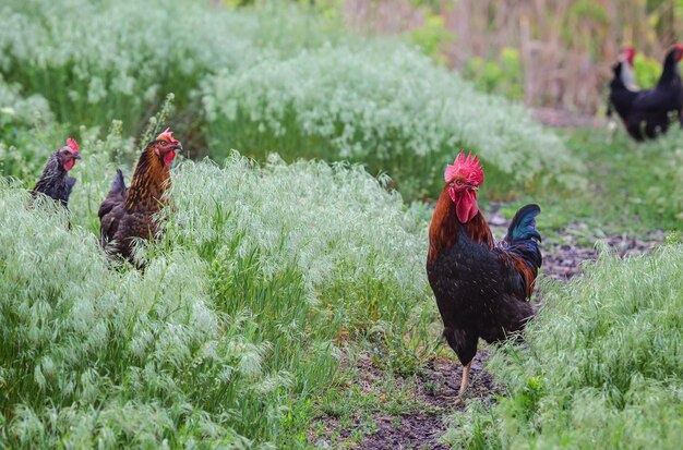 Chickens and a rooster