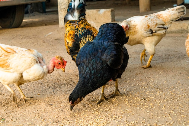 chickens and roosters on the farm