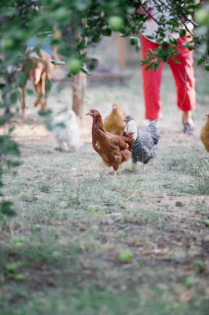Chickens standing on a lawn underneath a tree a woman and dog\
in the background