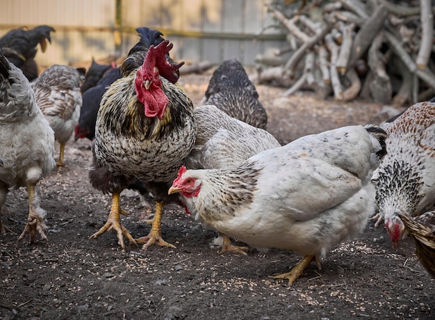 Chickens on a traditional farm