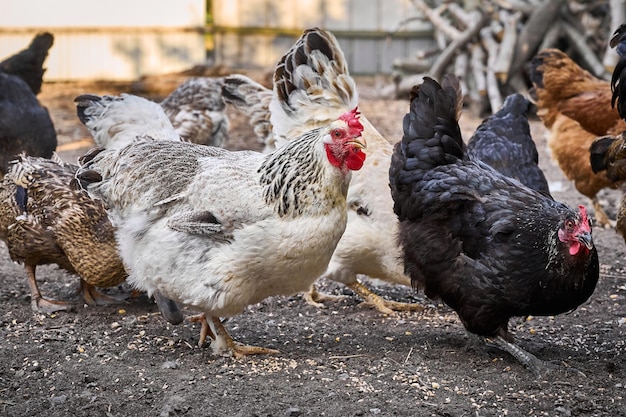 Chickens on a traditional farm