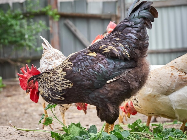 Chickens on a traditional farm