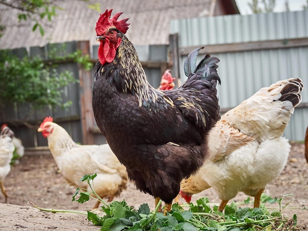 Chickens on a traditional farm