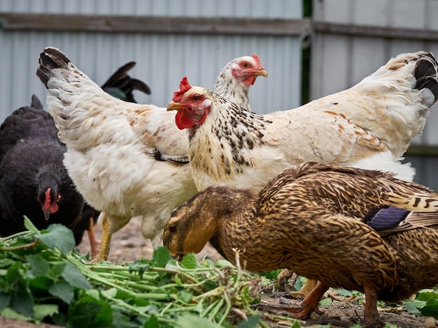 Chickens on a traditional farm