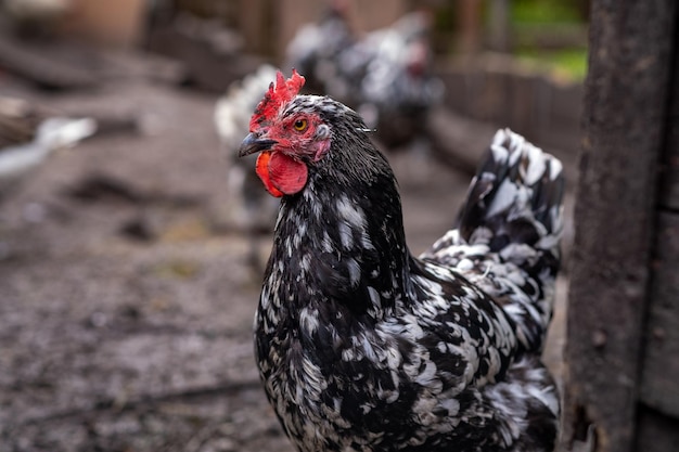 Chickens on the traditional free range poultry farm in the village