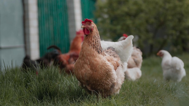 Chickens walk on the grass on the farm and peck grass in the sunset summer sunlight