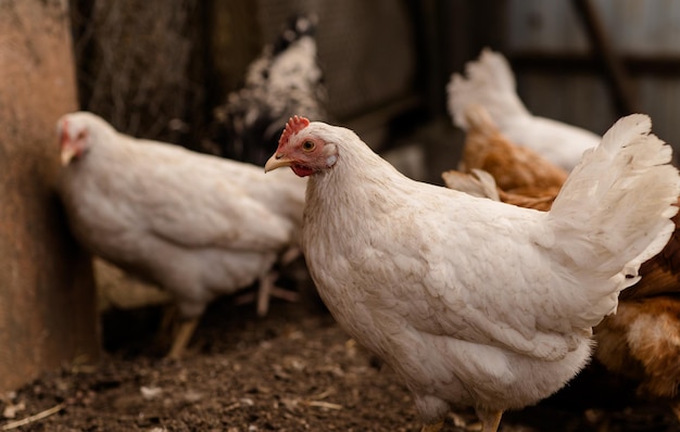 chickens walk in a pen in the village