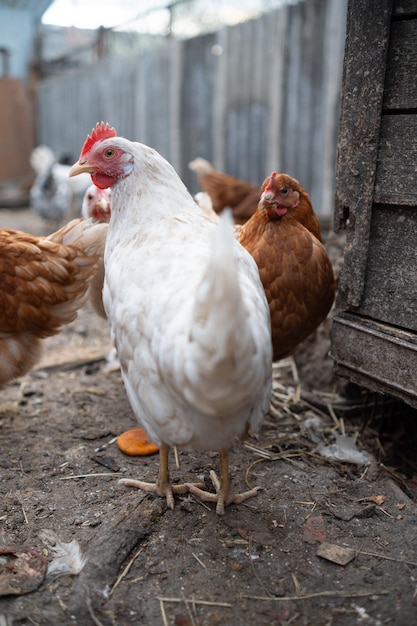 chickens walk in a pen in the village