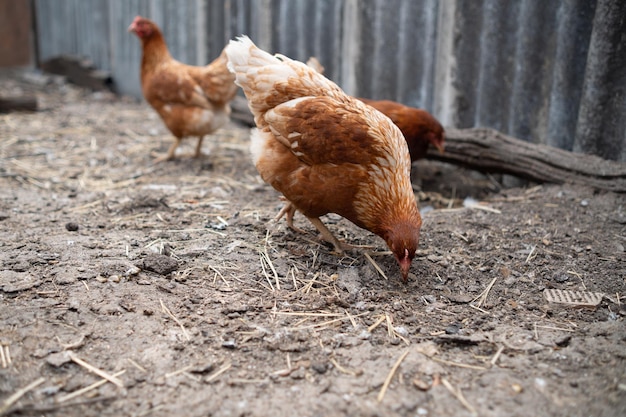 chickens walk in a pen in the village