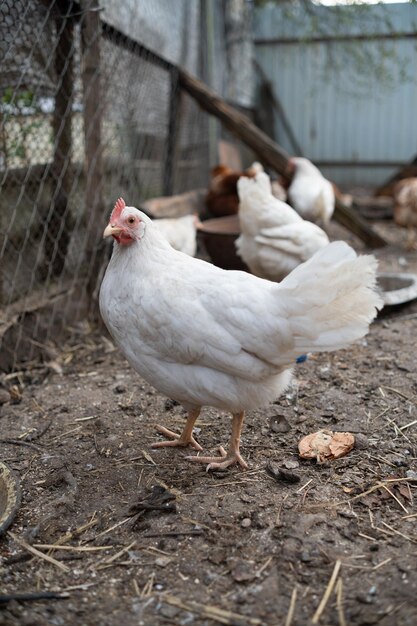 chickens walk in a pen in the village