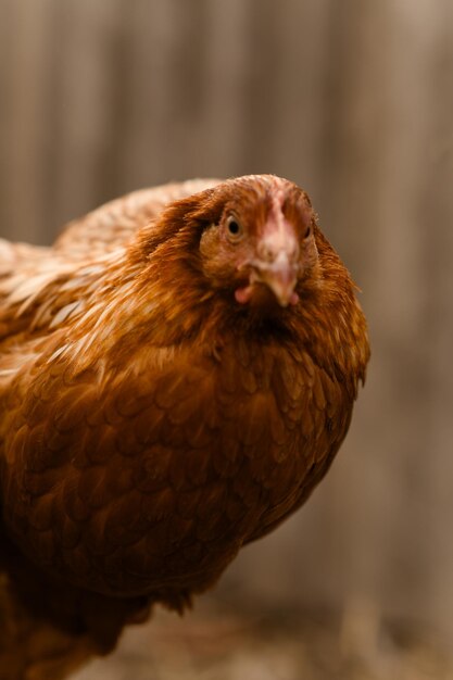 Foto chickens walk in a pen in the village