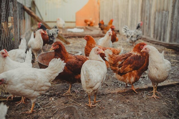 chickens walk in a pen in the village