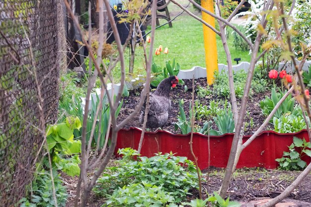 Chickens walk through the club in the yard