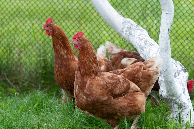 Chickens walking in the garden Chickens in rural areas