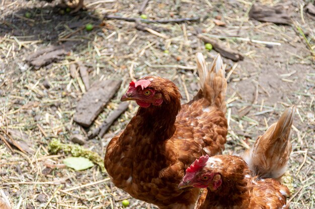 Chickens with red feathers walking around the farm