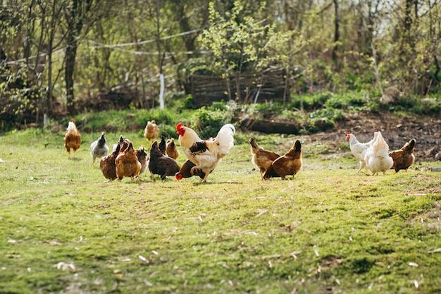 Chickens in the yard on the grass