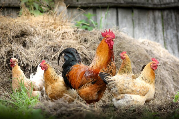 Photo chickens