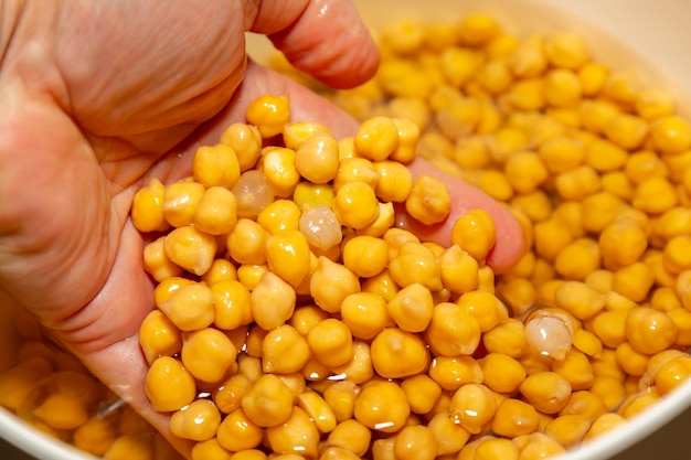 Chickpea 또는 이집트 완두콩 흰색 배경 Cicer arietinum에 고립