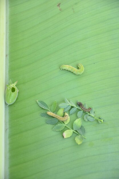 Photo chickpea has only one major pest the native budworm caterpillar helicoverpa punctigera