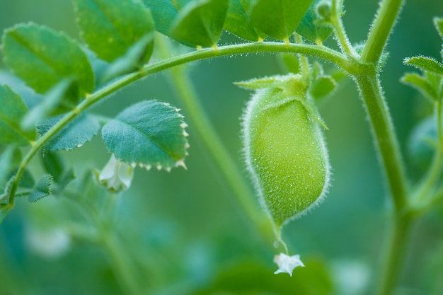 Chickpeas pod on green plant closeup