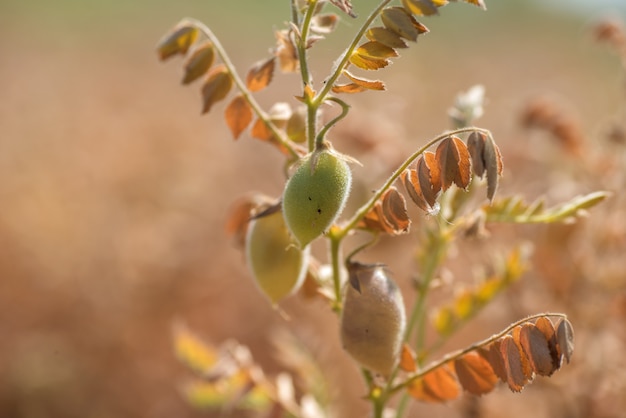 Chickpeas pod with green young plants in the farm field