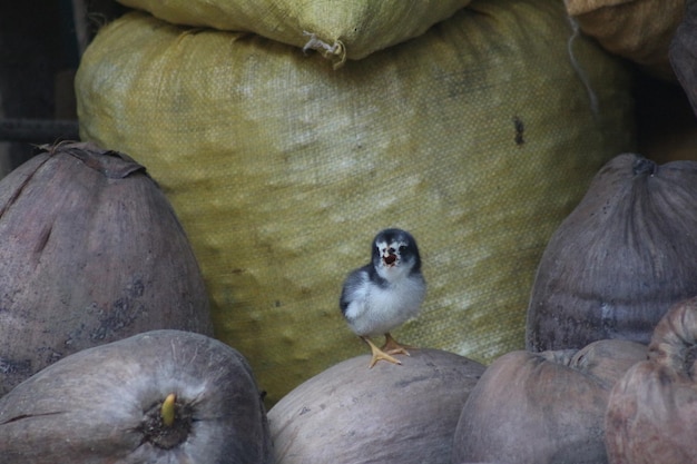 Chicks are standing on dry coconuts