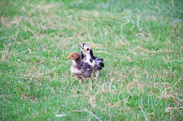 Chicks in Farm lawn