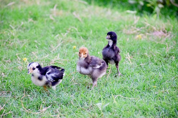 Chicks in Farm lawn