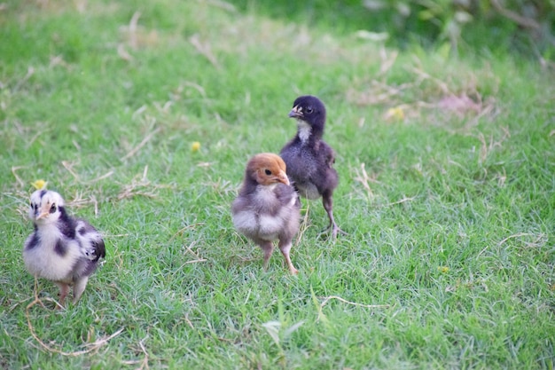 Chicks in farm lawn