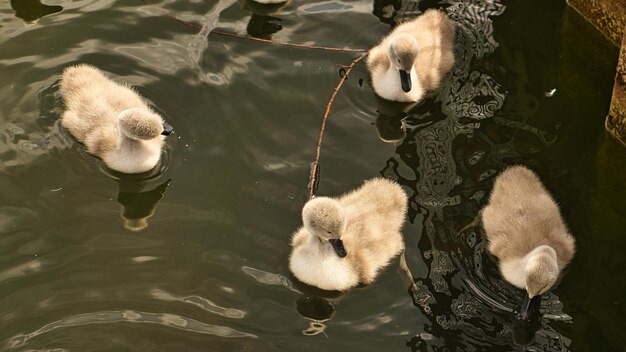 Chicks mute swan swimming in the water Fluffy feathers of the small waterfowl