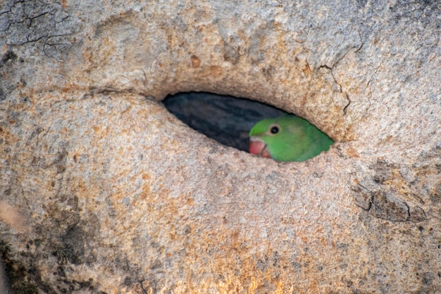 Photo chicks in nest