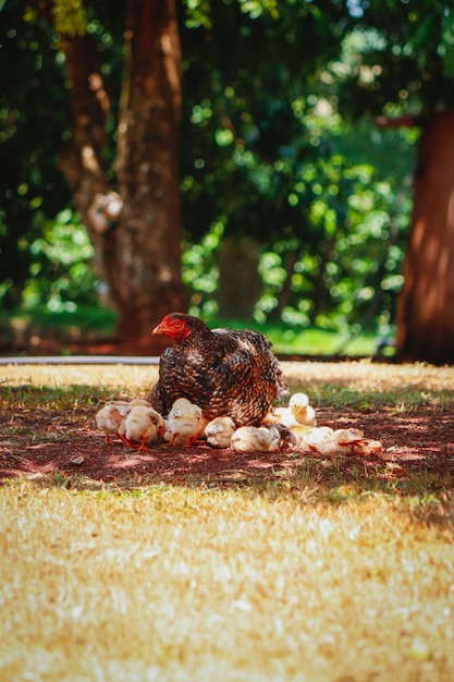 Chicks scratching on the farm with mother chicken