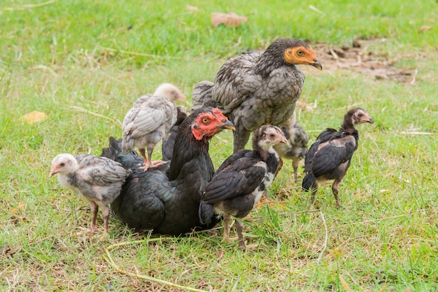 Фото Цыплята стоят на спине курицы. и утренняя зеленая природа. с теплой семьей