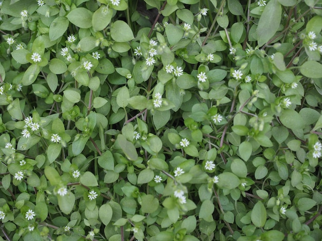 Chickweed scient name Stellaria media plant