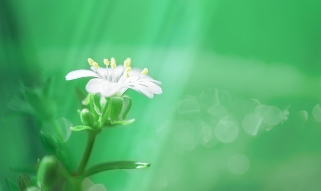 Chickweed Stellaria holostea on a green meadow