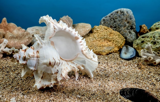 Photo chicoreus ramosus murex seashell underwater